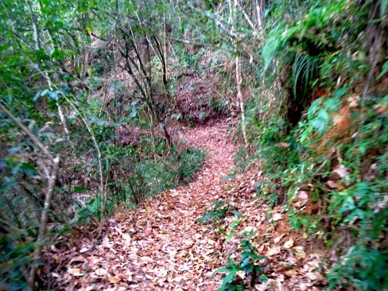 Rhododendron Trek