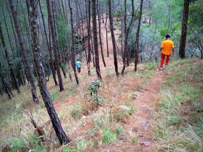 Rhododendron Trek