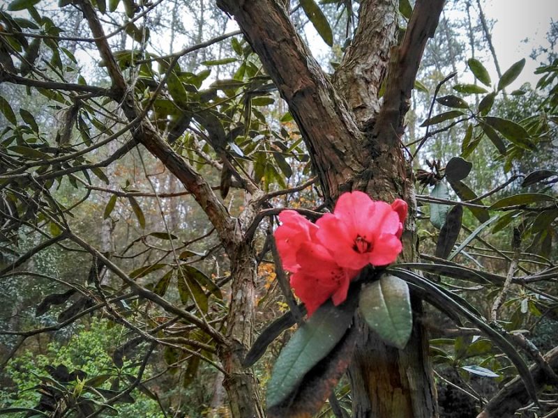 Rhododendron Trek