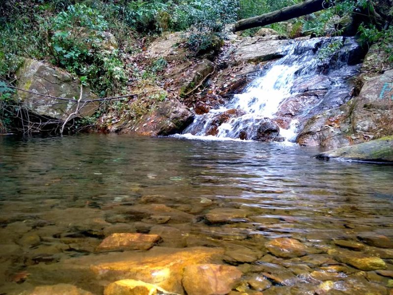 Rhododendron Trek